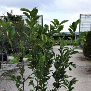 Magnolia x loebneri 'Leonard Messel' 175-200 cm